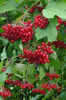 Wentworth Highbush Cranberry