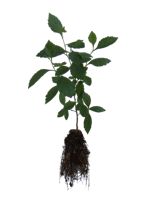 Round Leaf Hawthorn - 2 Year Old