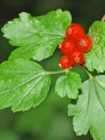 Mountain Currant