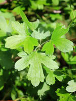 Fragrant Golden Currant