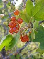 Golden Currant - 1 Year Old - Super Plug
