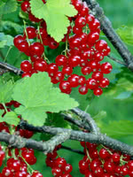 Northern Red Currant