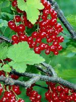 Swamp Red Currant