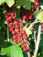 Red Currant