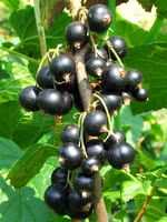 European Black Currant