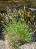 Tufted Hairgrass
