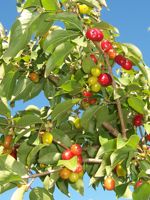 Cornelian Cherry Dogwood