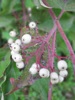 Gray Dogwood