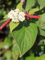 Western Dogwood