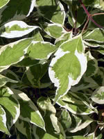 Variegated Dogwood