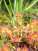 Round-Leaved Sundew