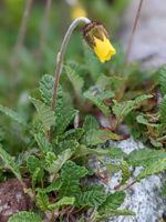 Yellow Mountain Avens