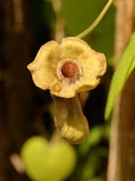 Dutchmans pipe