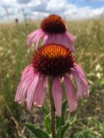 Echinacea