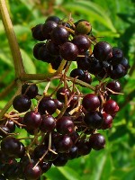 Ranch Elderberry