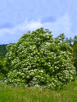 Common Elderberry