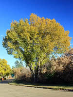 Water Elm