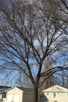 Freedom Japanese Elm