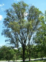 Siberian Elm