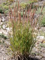 Slender Wheatgrass