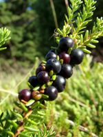 Black Crowberry