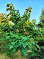 Foxglove Tree