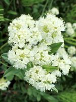 Sulphur-Flower Buckwheat