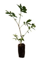 Dwarf Burning Bush - 1 Year Old