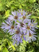 Showy Aster