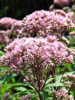 Joe-Pye Weed