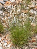 Idaho Fescue
