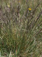 Rocky Mountain Fescue