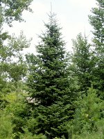 Eastern Fir