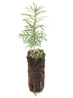 Siberian Fir - 2 Year Old