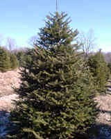 Canaan Fir