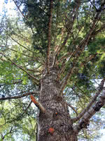 Douglas Fir