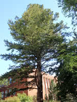 Oregon Pine