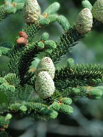 Frasers Balsam Fir