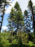 Lowland White Fir