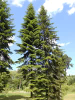 Siberian Fir