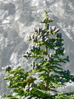 Subalpine Fir