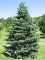 White Fir (Concolor Fir) - 2 Year Old