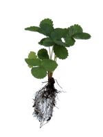 Albion Strawberry - 1 Year Old