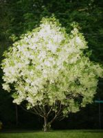 White Fringe Tree