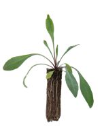 Common Gaillardia - 1 Year Old