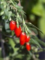 Dynamite Goji Berry