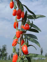 Goji Berry