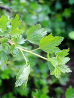 Canadian Gooseberry