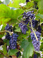 Amur Grape