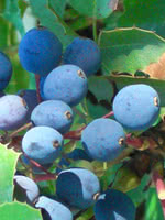 Creeping Western Barberry